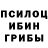 Псилоцибиновые грибы Cubensis dima Studenikin